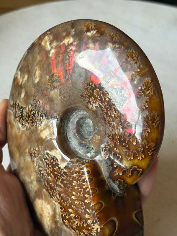 Ammonite (0.535kg)