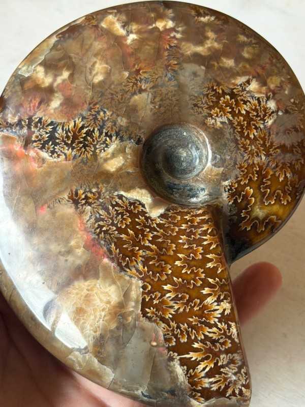Ammonite (0.535kg)