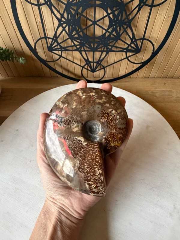 Ammonite (0.535kg)