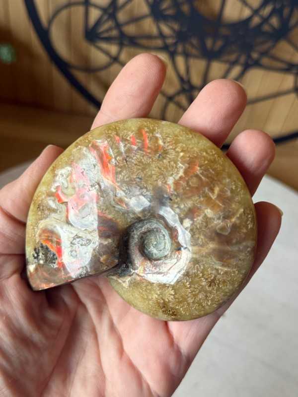 Ammonite (0.165kg)
