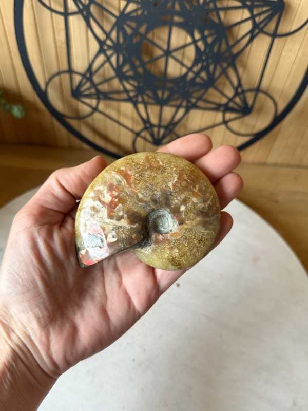 Ammonite (0.165kg)