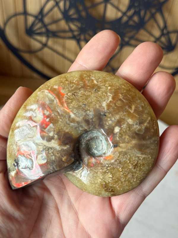 Ammonite (0.165kg)