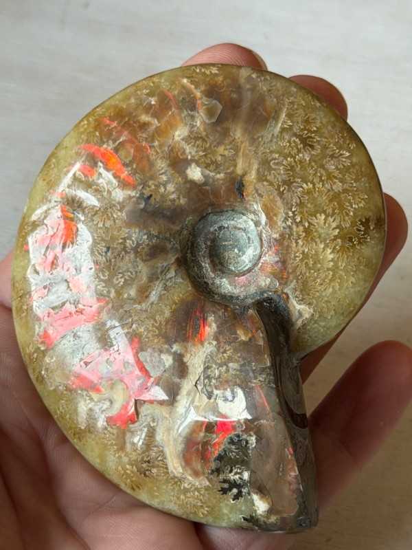 Ammonite (0.165kg)
