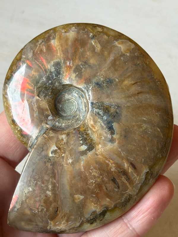 Ammonite (0.165kg)