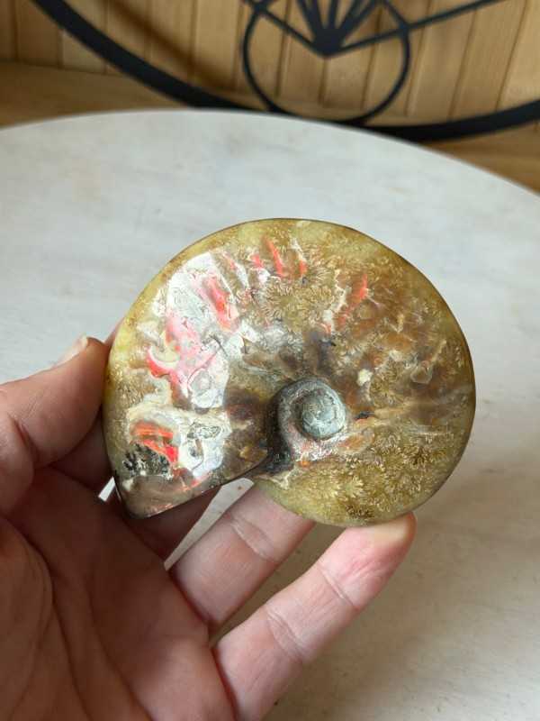 Ammonite (0.165kg)