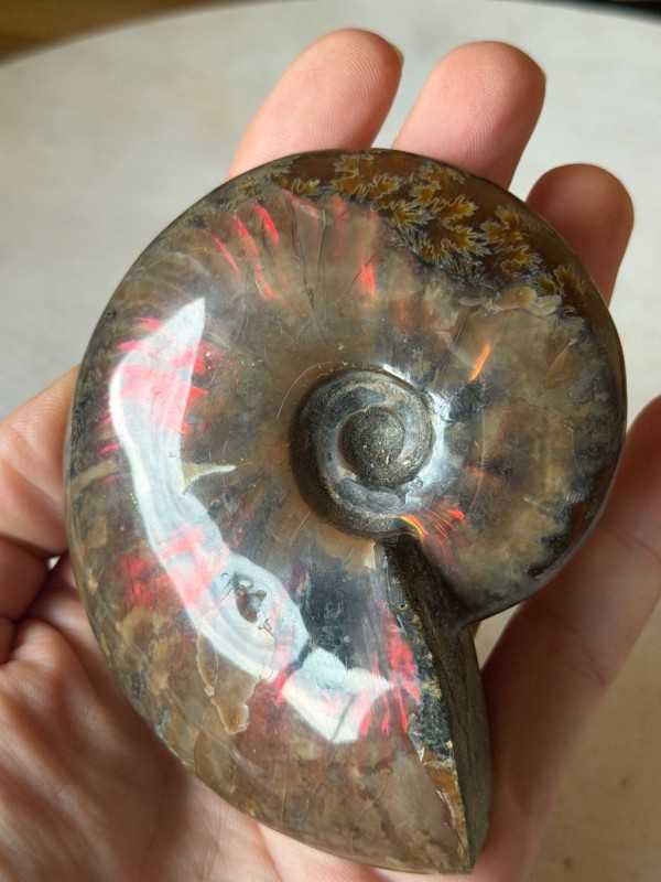 Ammonite (0.21kg)