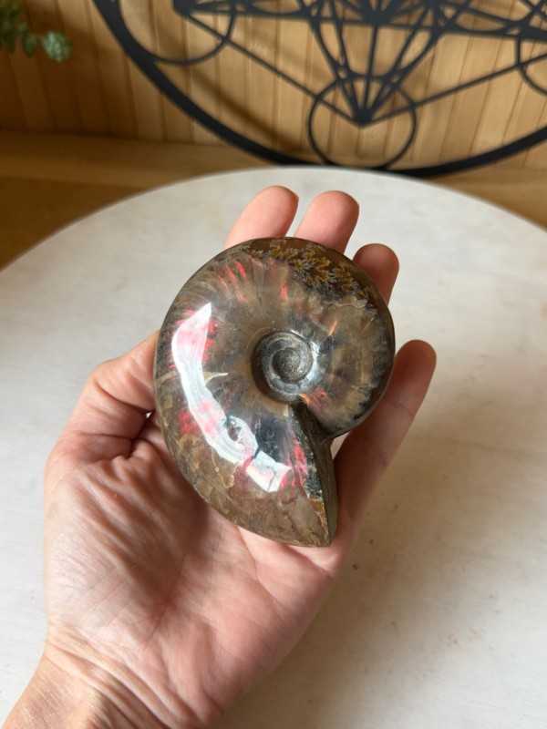 Ammonite (0.21kg)