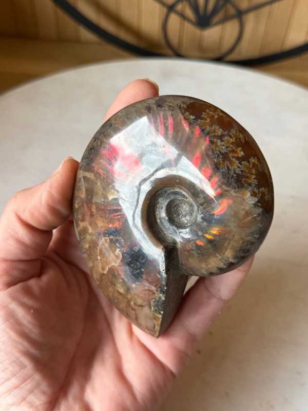 Ammonite (0.21kg)