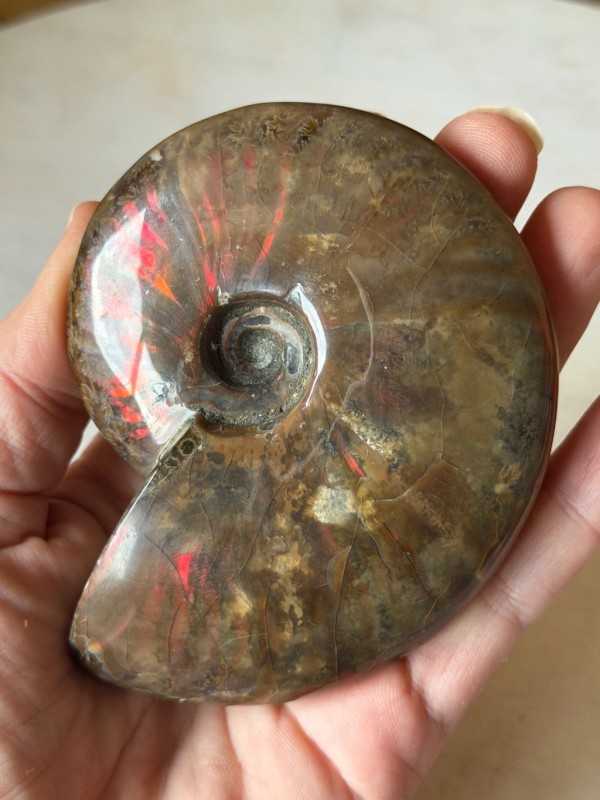 Ammonite (0.21kg)