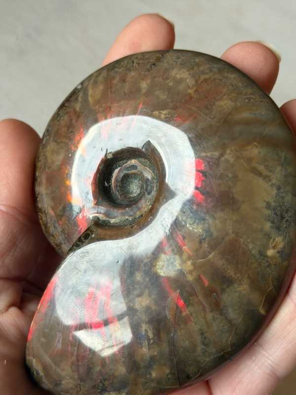 Ammonite (0.21kg)
