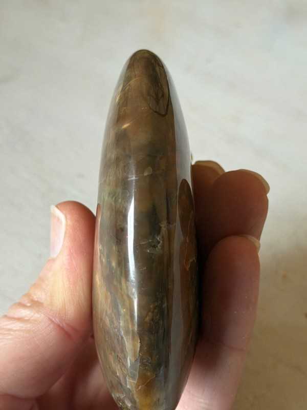 Ammonite (0.21kg)