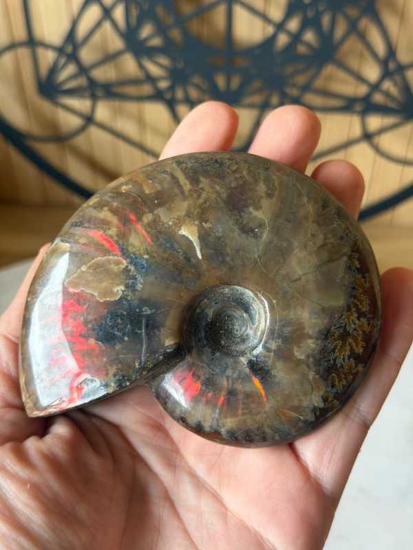 Ammonite (0.21kg)