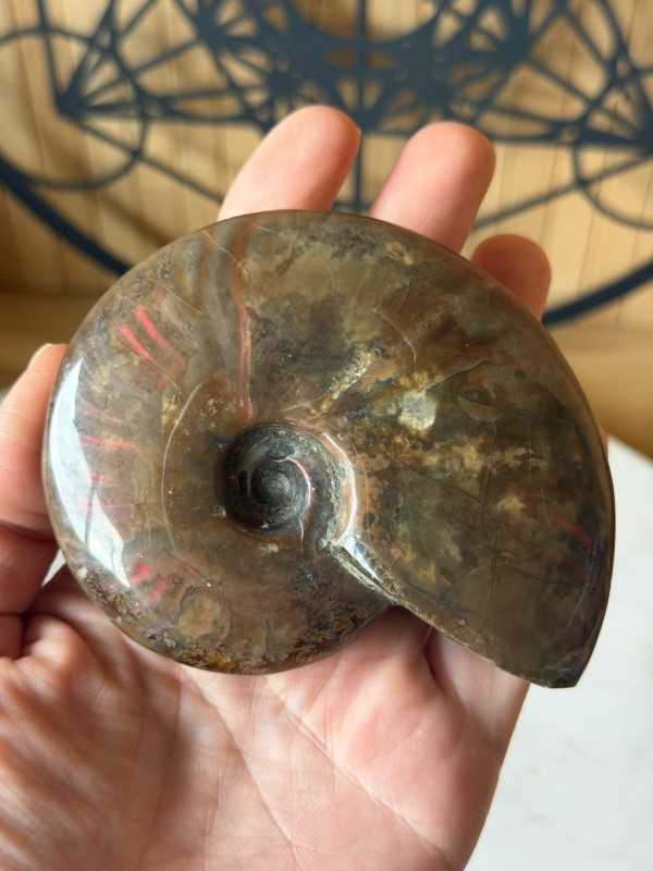 Ammonite (0.21kg)