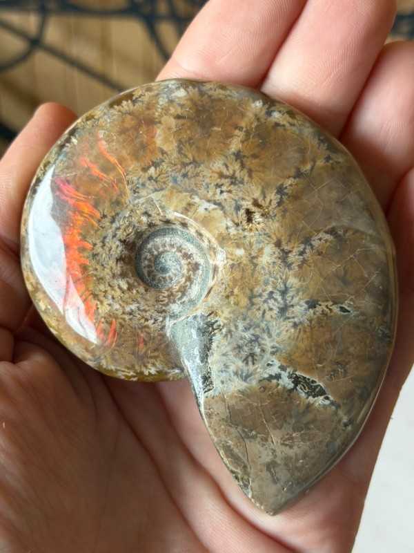 Ammonite (0.13kg)