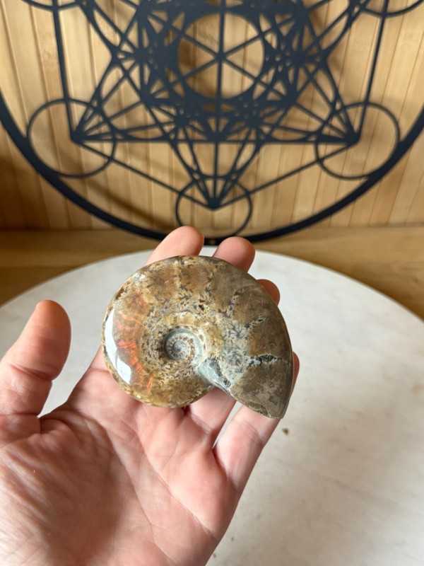 Ammonite (0.13kg)