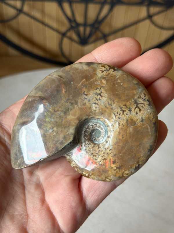 Ammonite (0.13kg)