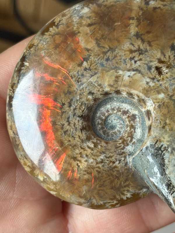 Ammonite (0.13kg)