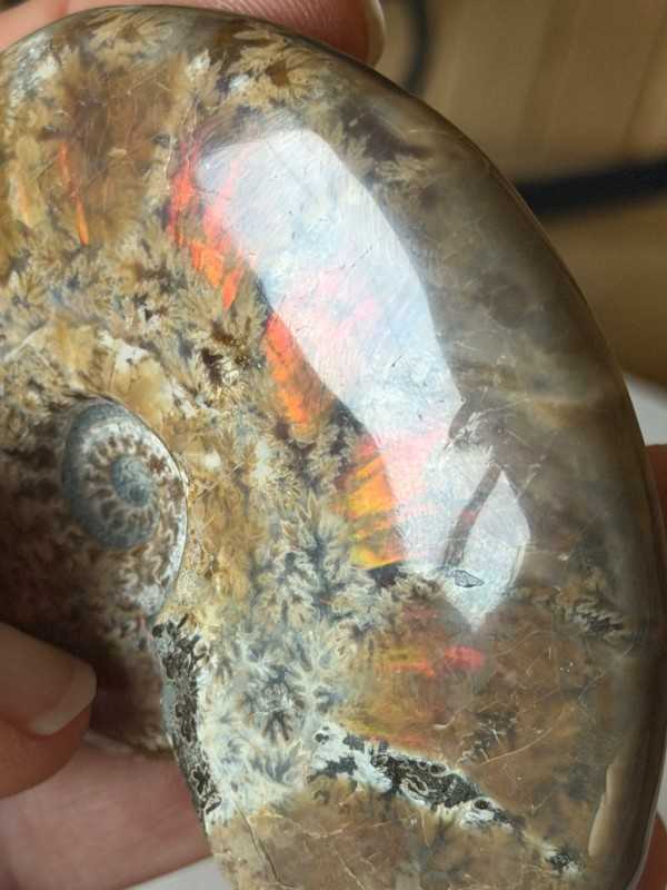 Ammonite (0.13kg)