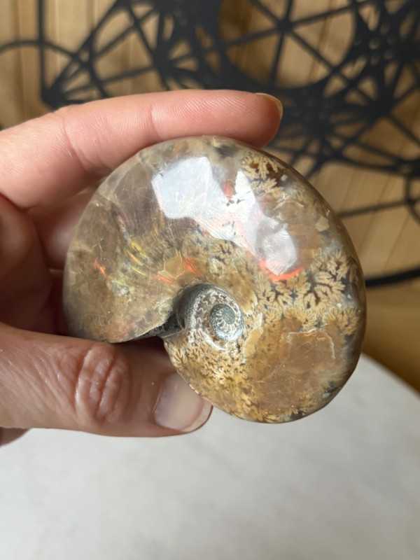 Ammonite (0.13kg)