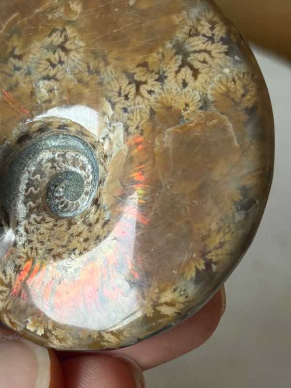 Ammonite (0.13kg)