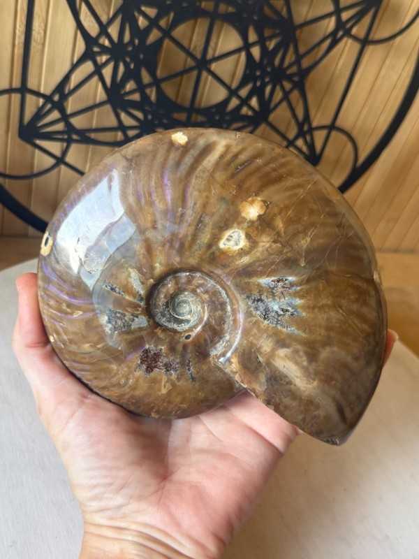 Ammonite nacrée (0.77kg)