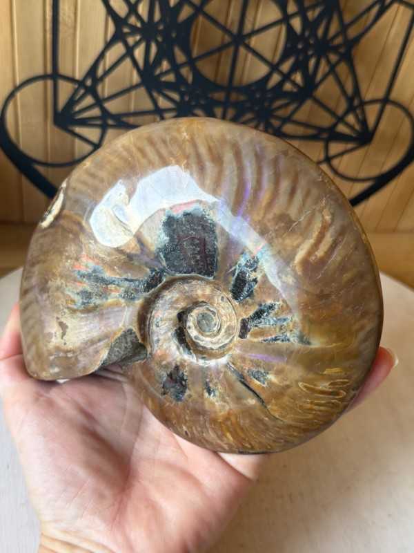 Ammonite nacrée (0.77kg)