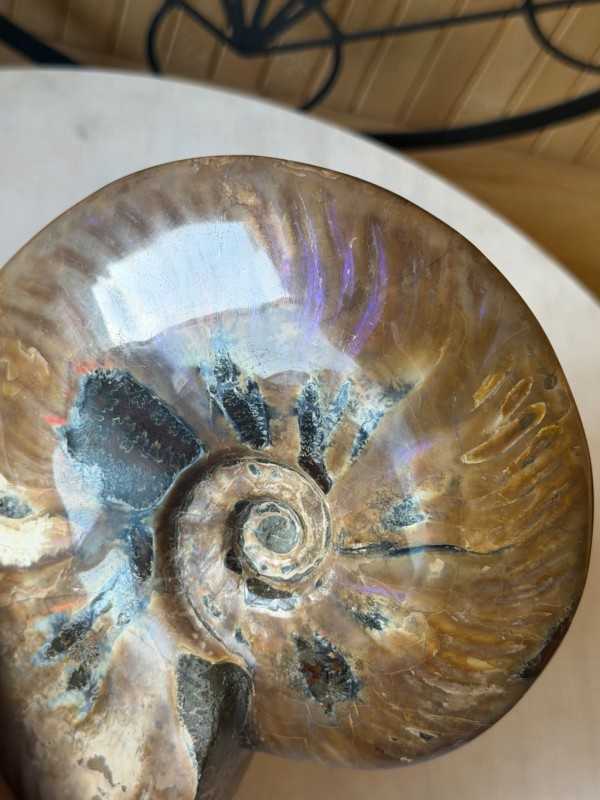 Ammonite nacrée (0.77kg)