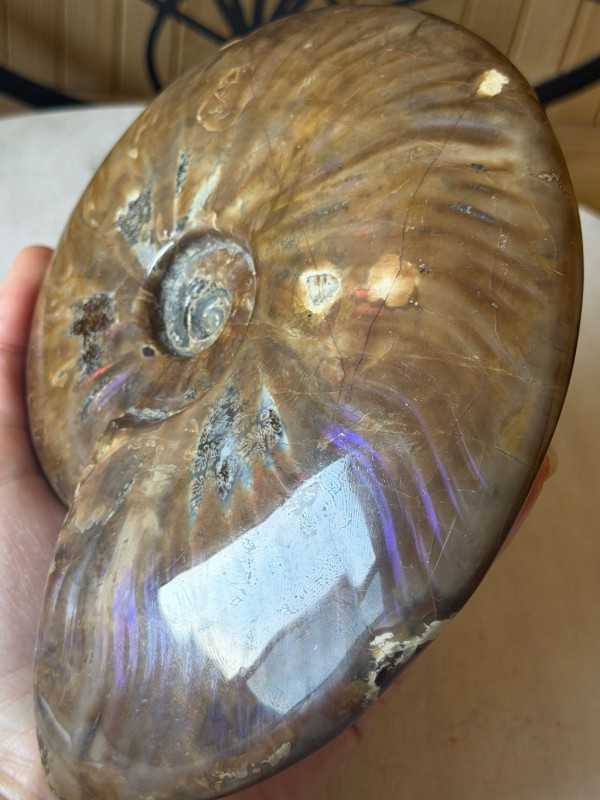 Ammonite nacrée (0.77kg)