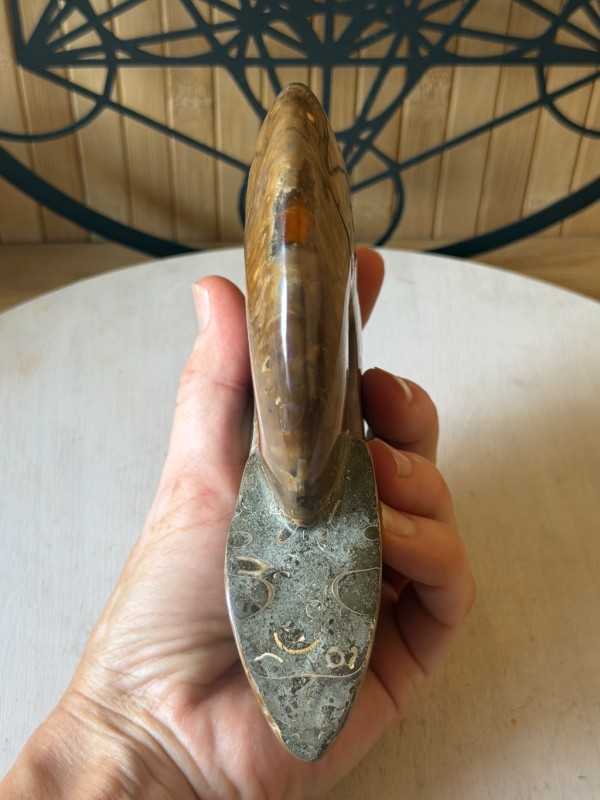 Ammonite nacrée (0.77kg)
