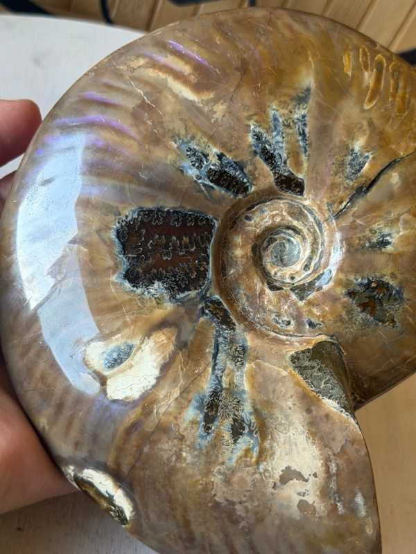 Ammonite nacrée (0.77kg)