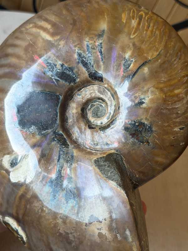Ammonite nacrée (0.77kg)