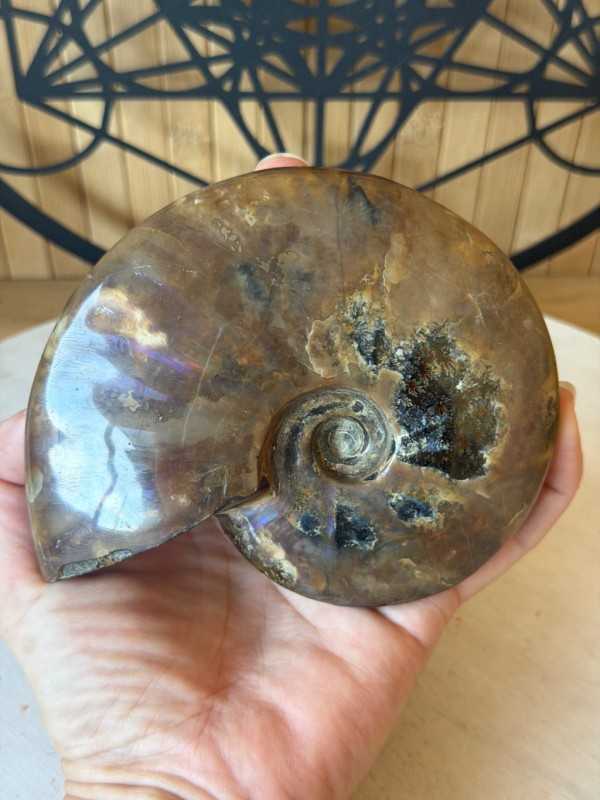 Ammonite nacrée (0.46kg)
