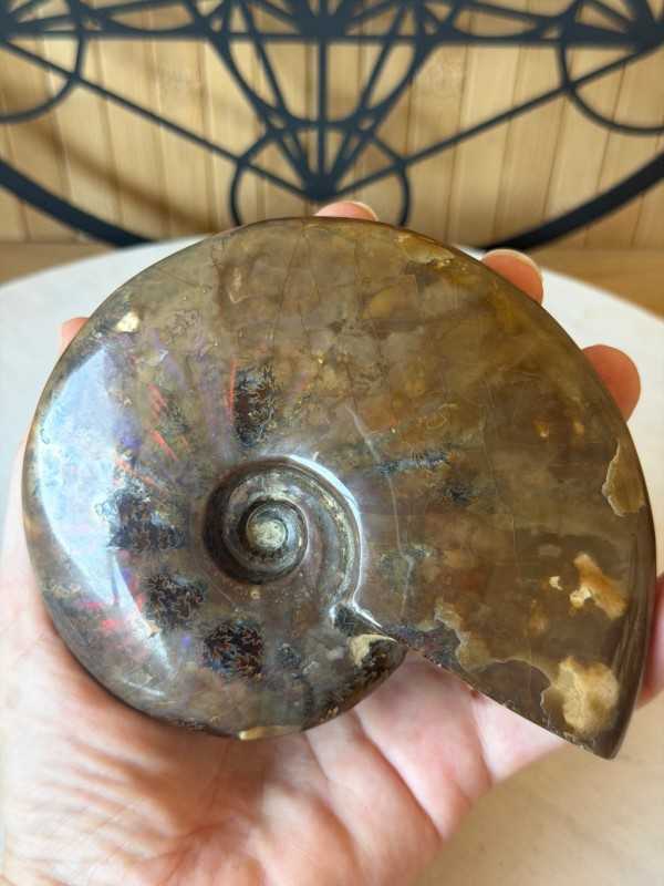 Ammonite nacrée (0.46kg)