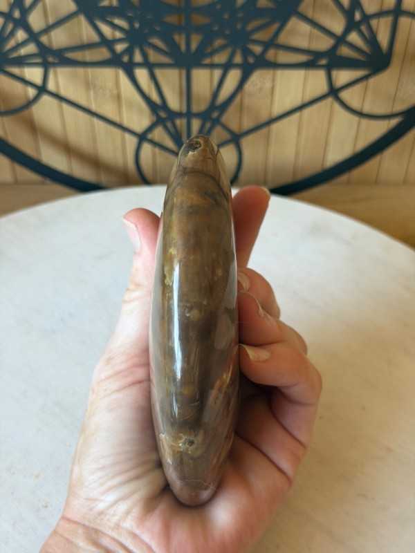 Ammonite nacrée (0.46kg)