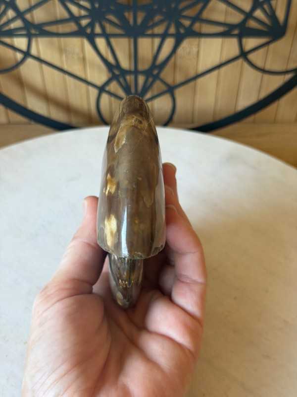 Ammonite nacrée (0.46kg)