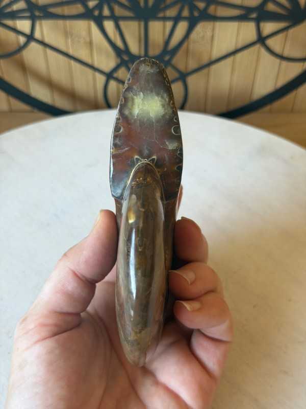 Ammonite nacrée (0.46kg)