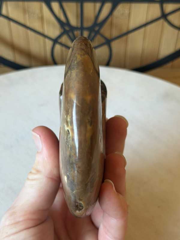 Ammonite nacrée (0.46kg)