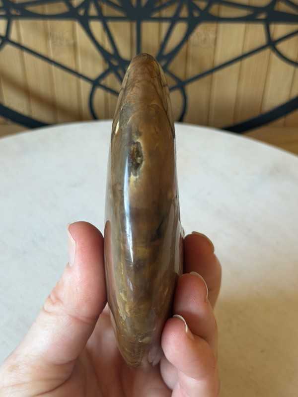 Ammonite nacrée (0.46kg)