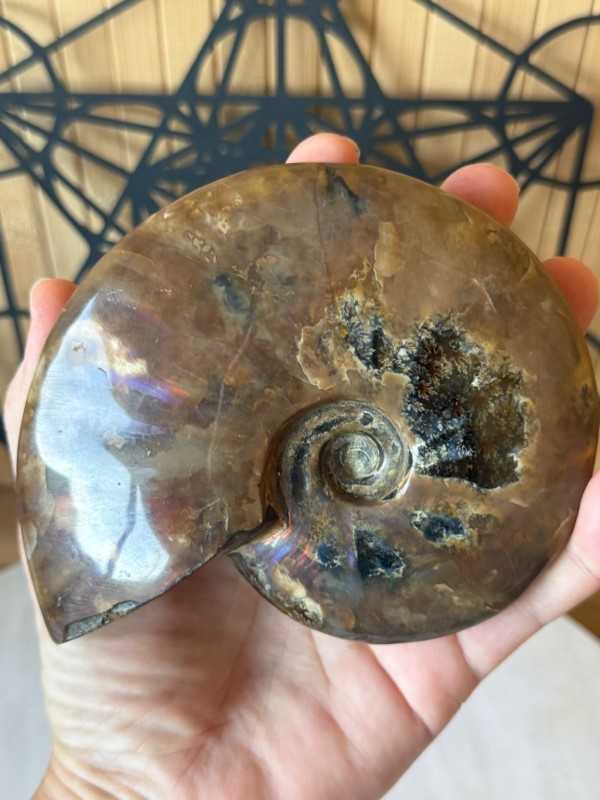 Ammonite nacrée (0.46kg)