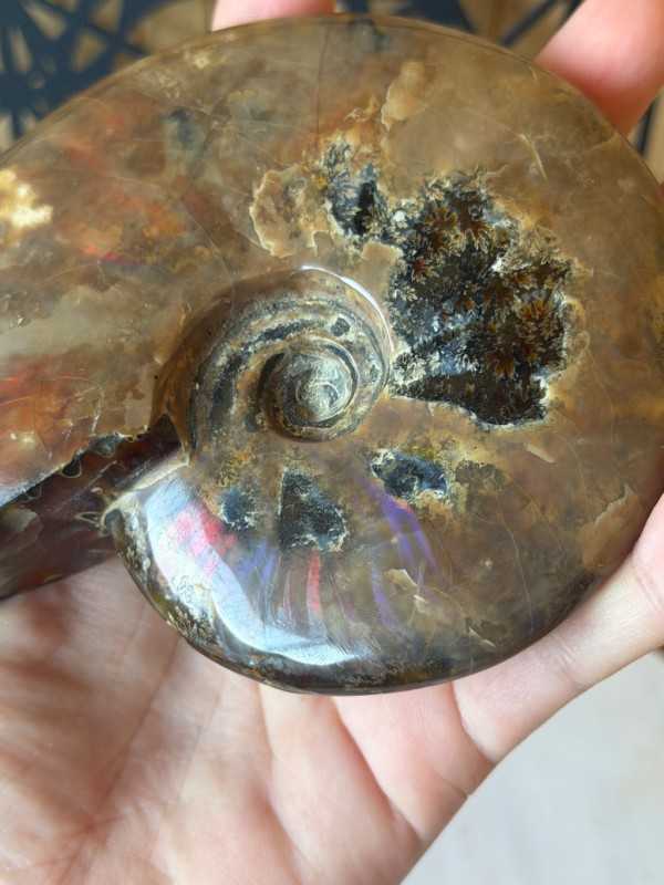 Ammonite nacrée (0.46kg)