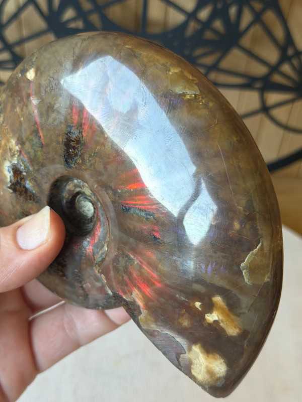 Ammonite nacrée (0.46kg)