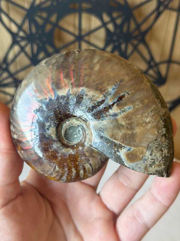 Ammonite nacrée (0.191kg)