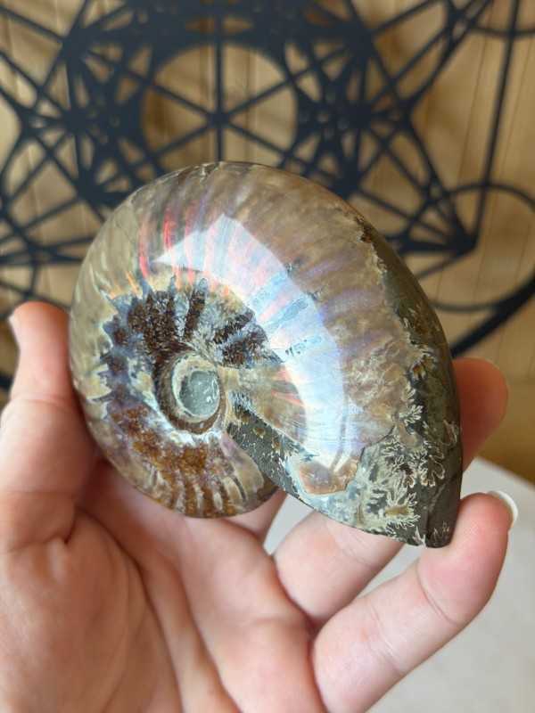 Ammonite nacrée (0.191kg)