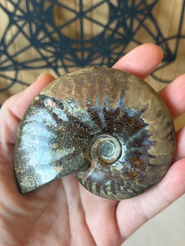 Ammonite nacrée (0.191kg)