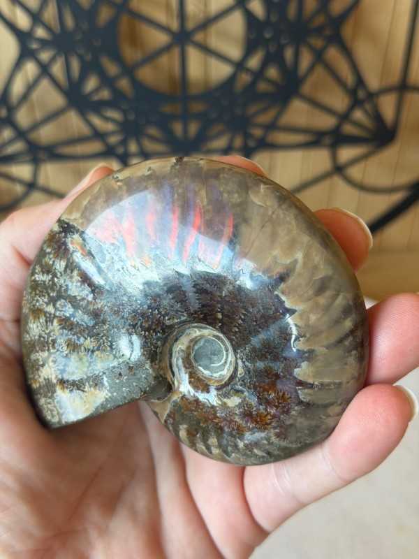 Ammonite nacrée (0.191kg)