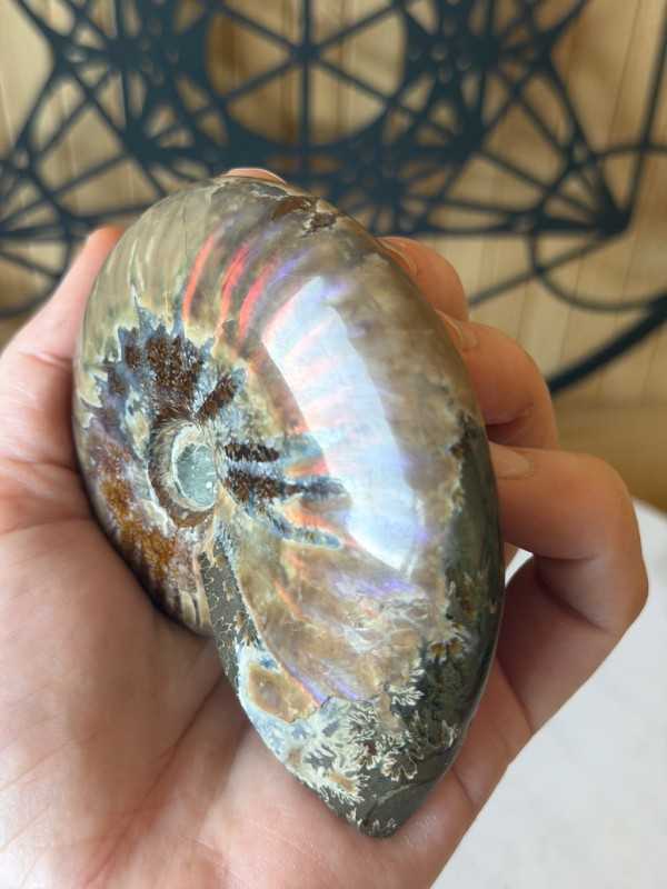 Ammonite nacrée (0.191kg)