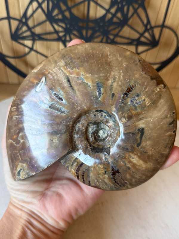 Ammonite nacrée (0.6kg)