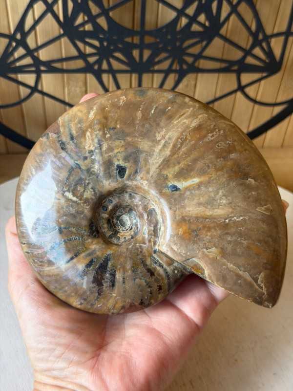 Ammonite nacrée (0.6kg)