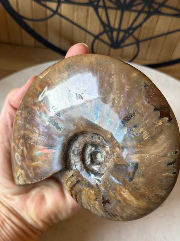 Ammonite nacrée (0.6kg)