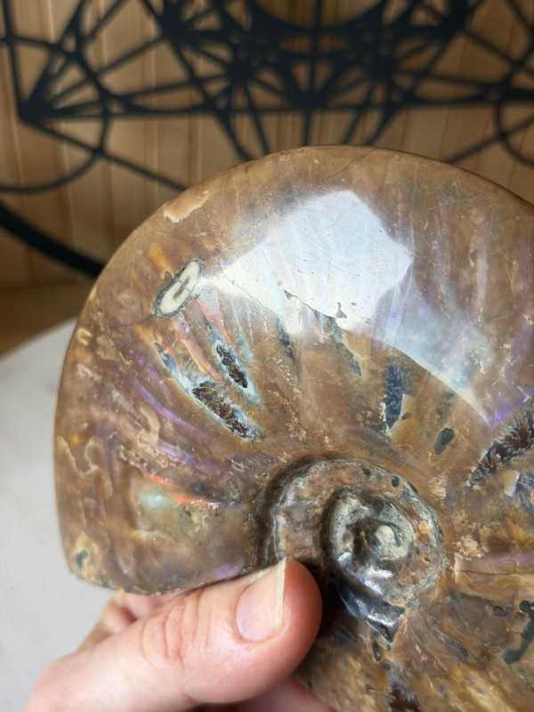 Ammonite nacrée (0.6kg)